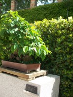 /album/danimayosinfojardin2/bonsai-falso-membrillo-pseudocidonia-senensis-jpg-jpg/